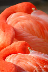 Caribbean flamingo