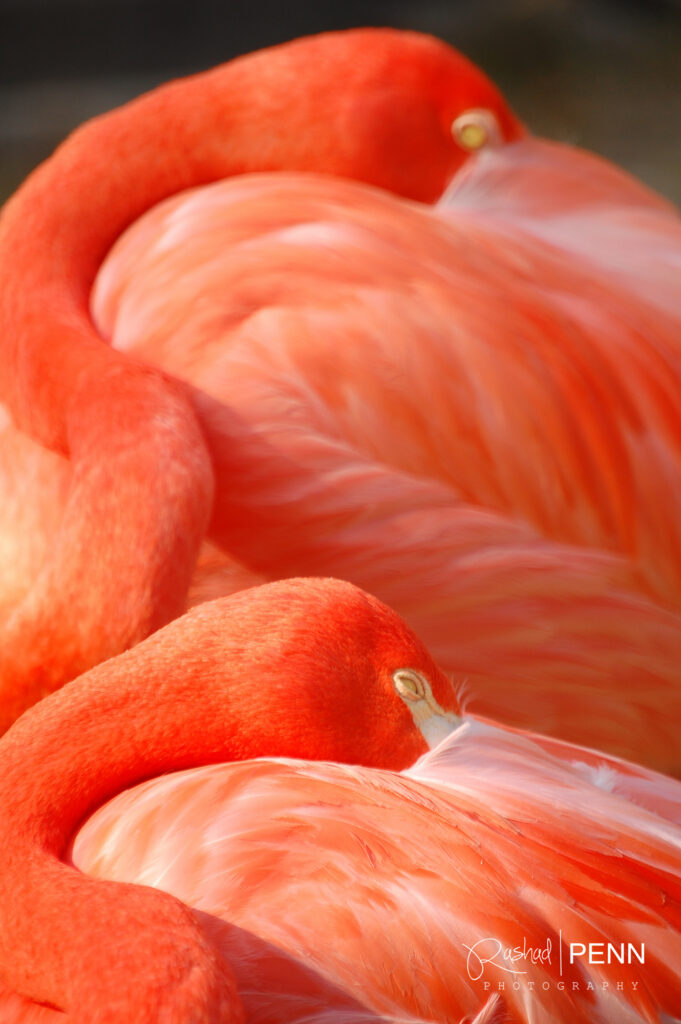  The Bahamas national bird the Caribbean flamingo