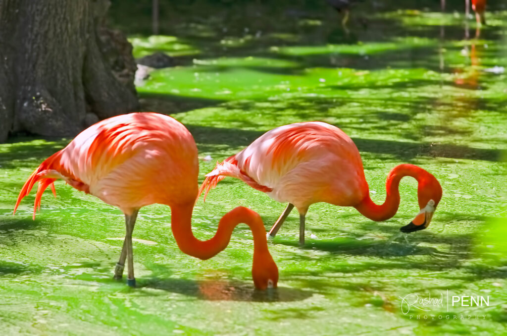  The Bahamas national bird the Caribbean flamingo