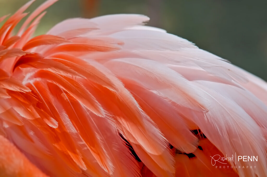  The Bahamas national bird the Caribbean flamingo