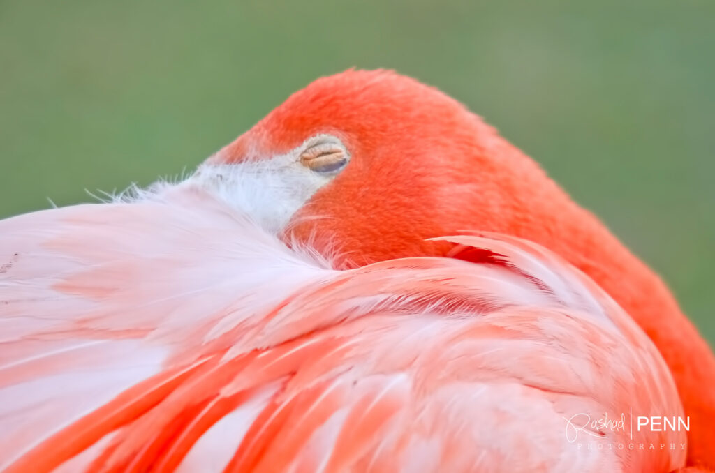  The Bahamas national bird the Caribbean flamingo