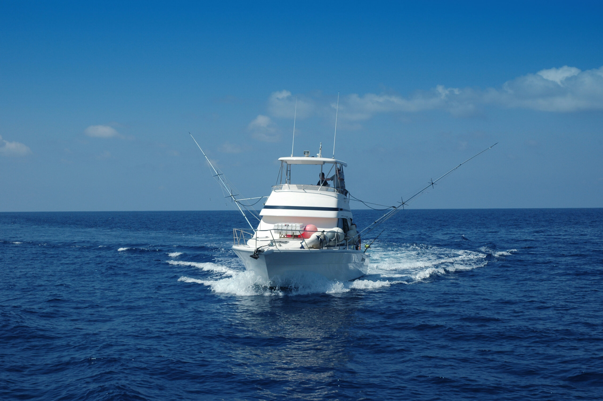 The National Fish of the Bahamas Atlantic Blue Marlin