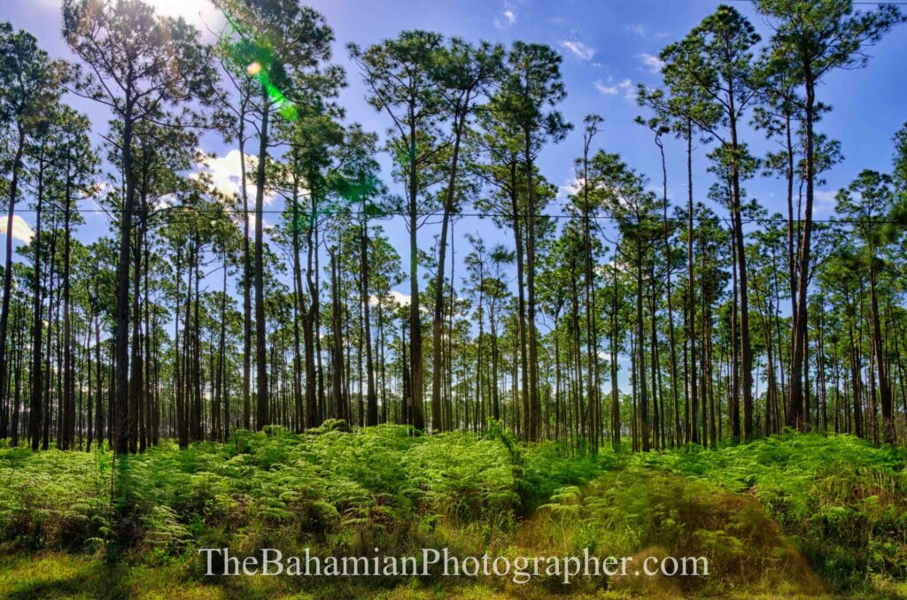 pine forest yellow pine