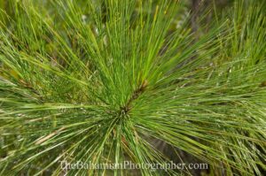 pine forest yellow pine