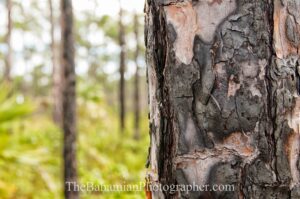 pine forest yellow pine