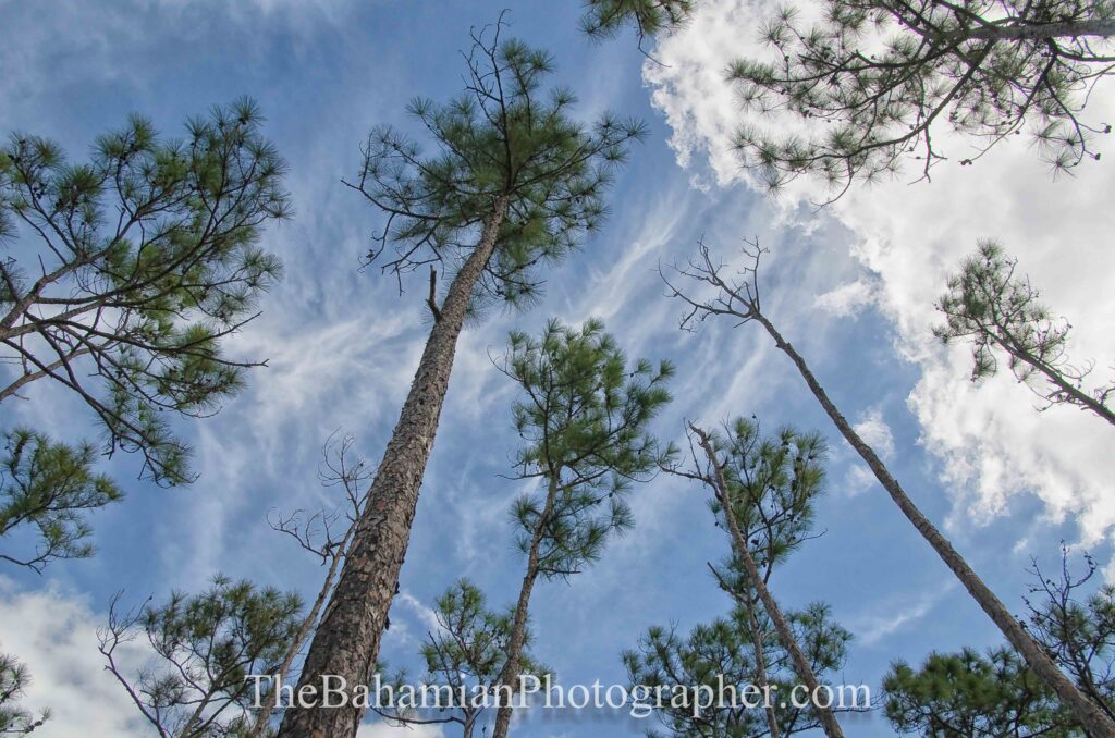 pine forest yellow pine