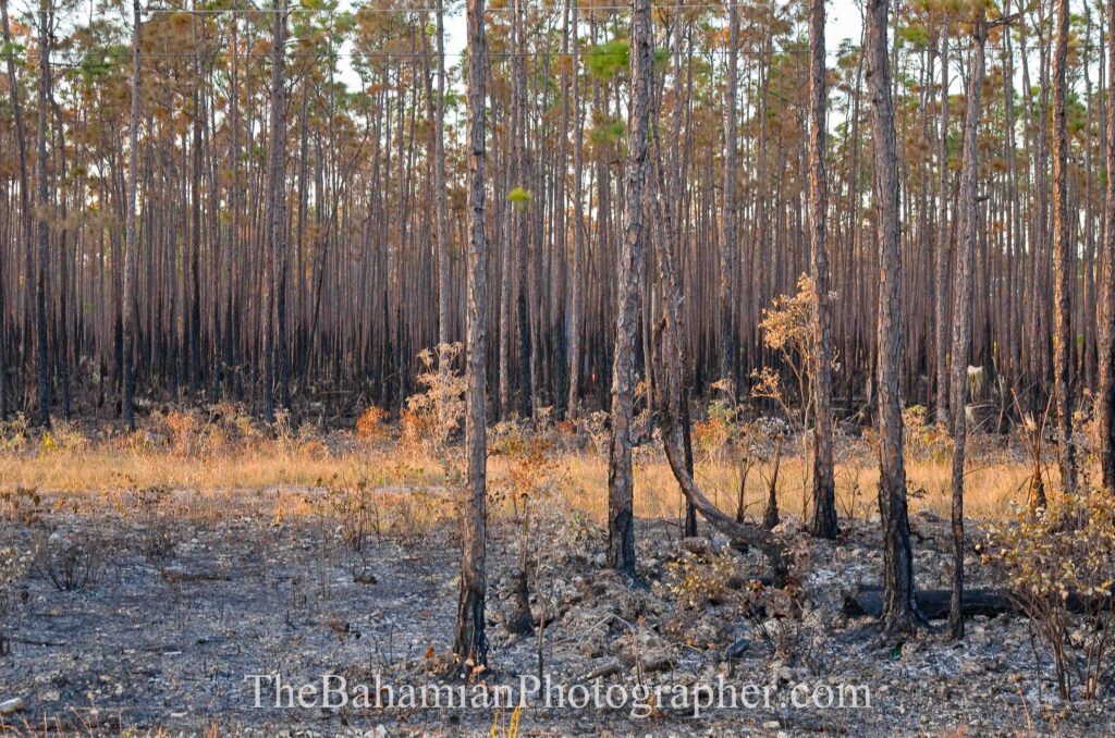 pine forest yellow pine