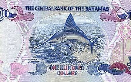 The National Fish of the Bahamas Atlantic Blue Marlin