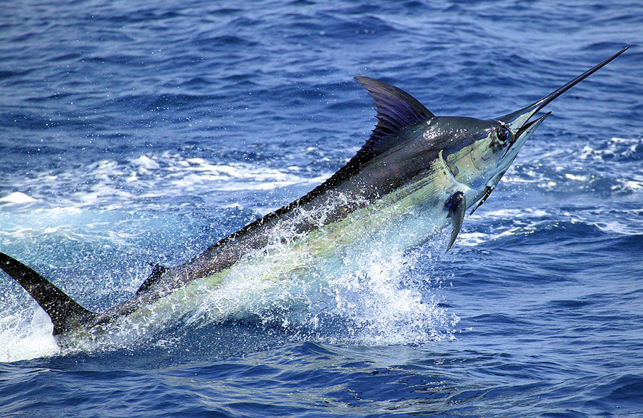 The National Fish of the Bahamas Atlantic Blue Marlin