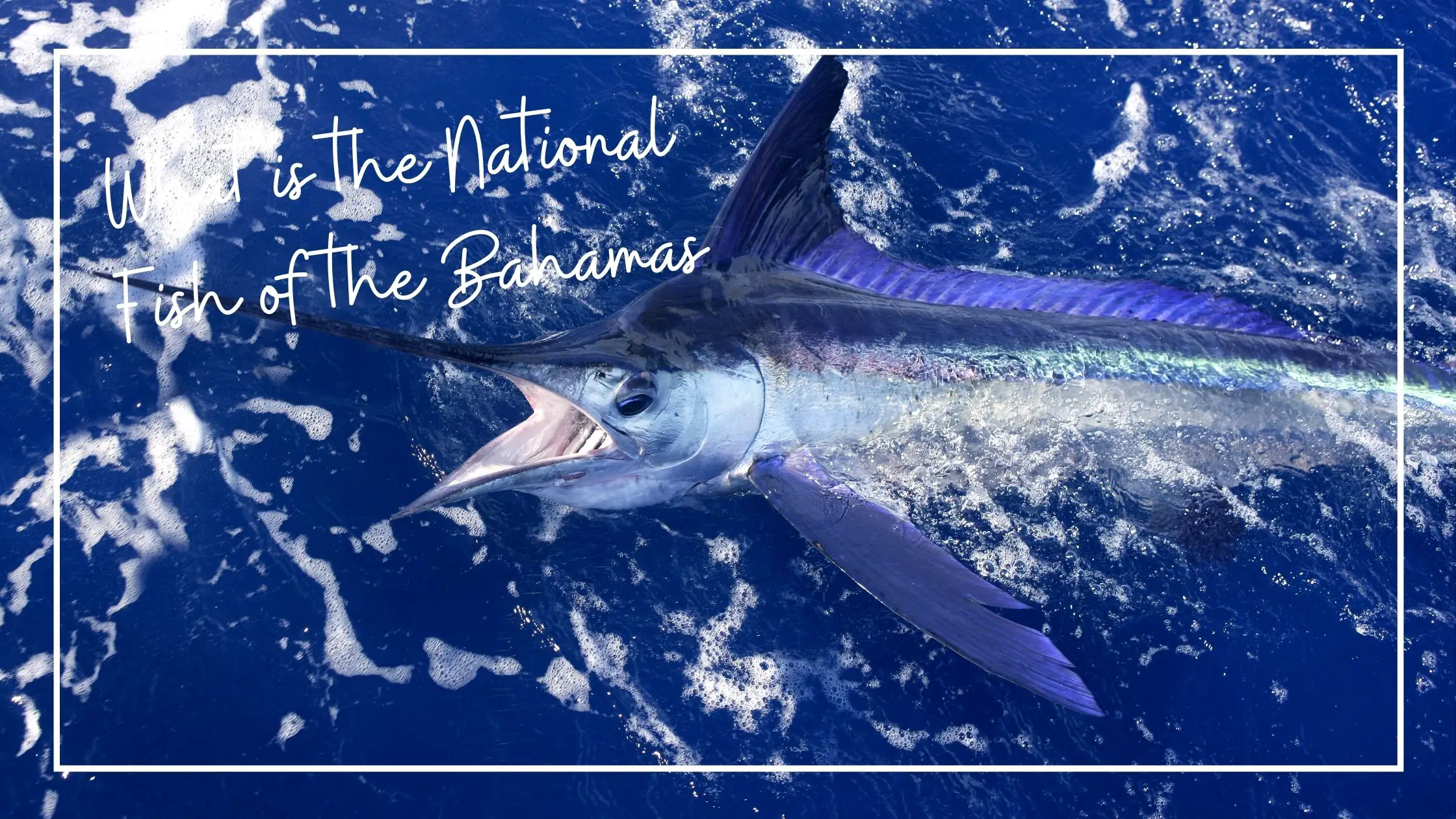 What is The National Fish of the Bahamas? - Bahamas Information Guide