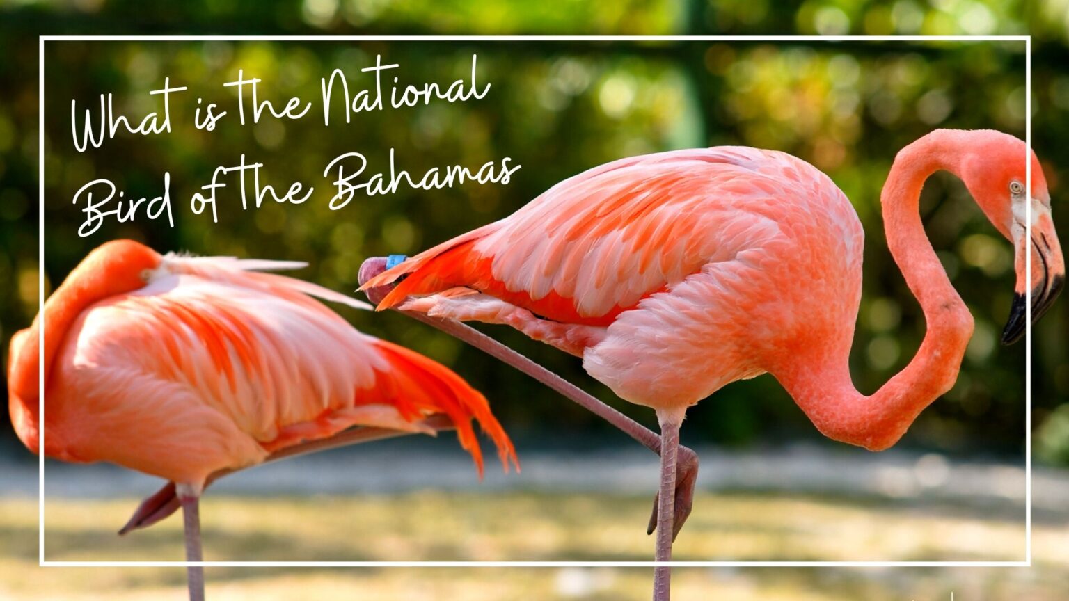 National Bird Of Bahamas