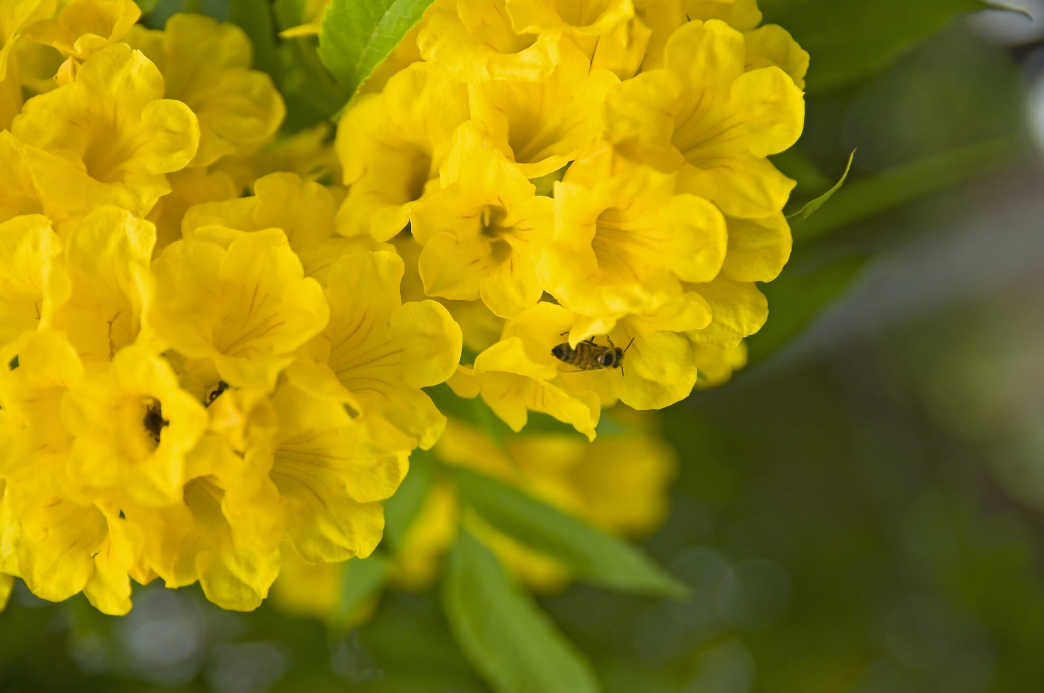 What is the National Flower of the Bahamas? - Bahamas Information Guide